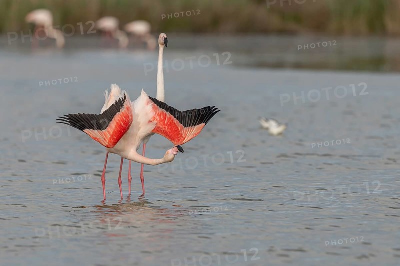 A flamingo opens its wings and highlights its magnificent plumage. The scene captures the essence of the wild in serene surroundings. Saintes Maries de la Mer, Arles, Bouches du Rhone, Provence Alpes Cote d'Azur, France