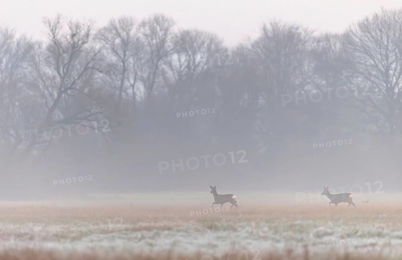 At early dawn, two deer can be seen moving gracefully across a wide open field surrounded by distant trees. The tranquil atmosphere emphasises the peaceful natural scene. Bas rhin, Alsace, Grand Est, France
