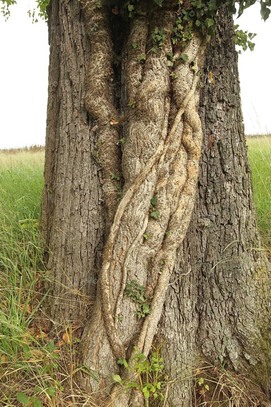 Ivy (Araliaceae) with arm-thick roots climbing up an old pear tree (Pyrus), Mostviertel, Lower Austria, Austria, Lower Austria, Austria
