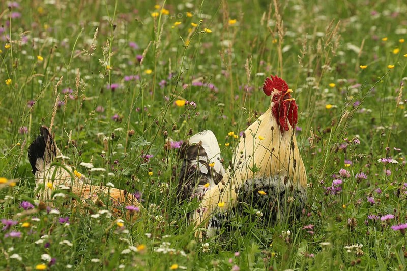 Domestic rooster crowing in colourful flower meadow, free-range, organic farming, Lower Austria, Austria, Lower Austria, Austria