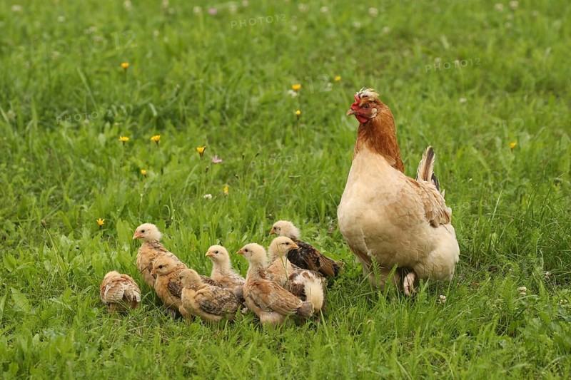 Domestic chicken with a few days old young ones looking for food in a meadow, free-range, organic farming, Lower Austria, Austria, Lower Austria, Austria