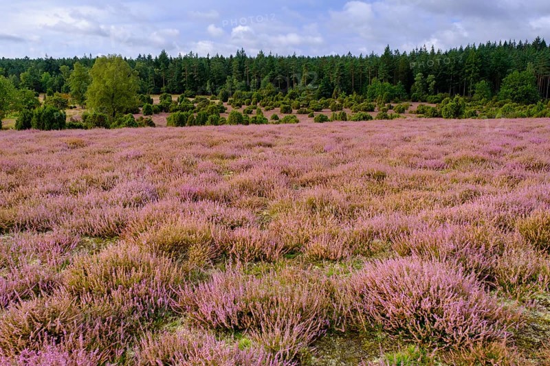 Ellerndorfer Heide, broom heather blossom, Südheide, Lüneburg Heath, near Eimke, Lower Saxony, Germany