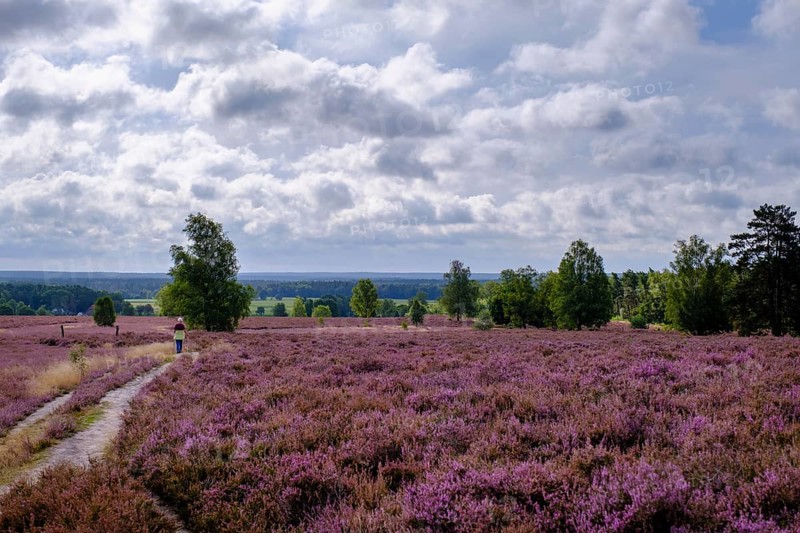 Heath on Wietzer Berg, broom heather blossom, Südheide, Lüneburg Heath, near Faßberg, Lower Saxony, Germany