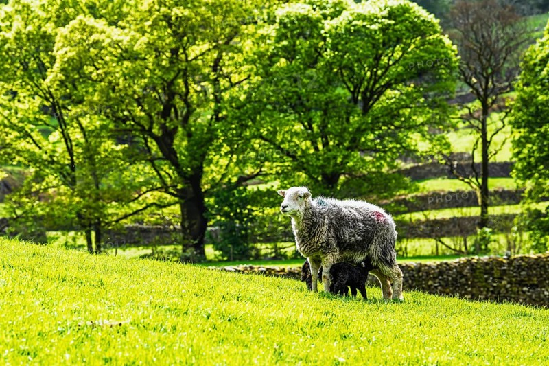Sheep and farm in Lake District National Park, Coniston Water, Cumbria, England, United Kingdom
