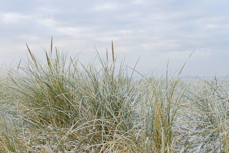 Beach grass (Ammophila arenaria) covered with snow, dune landscape of Norddeich, North Sea, Lower Saxony, Germany