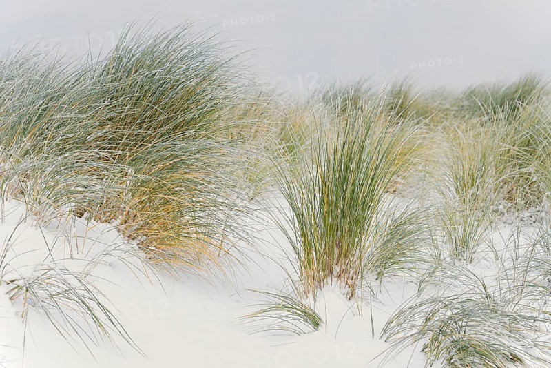 Marram grass (Ammophila arenaria) in the snow-covered dune landscape of Norddeich, North Sea, Lower Saxony, Germany