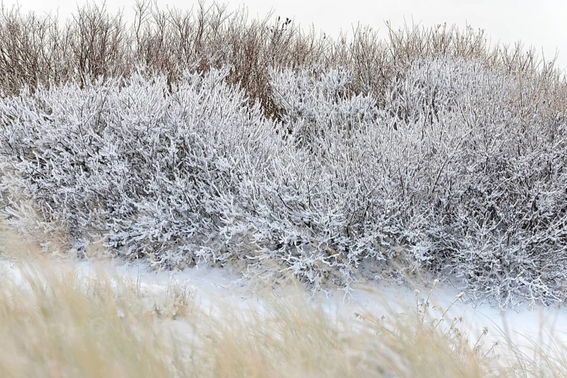 Winter day, onset of winter, snow lies on the bushes in the dune landscape of Norddeich, North Sea, Lower Saxony, Germany
