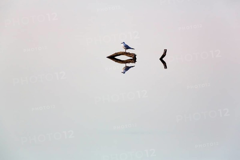 Black-headed gull sits on dead wood in a pond and looks, direction, reflection, calm water surface, cropped, symbolic image, still, text free space, Camargue, France