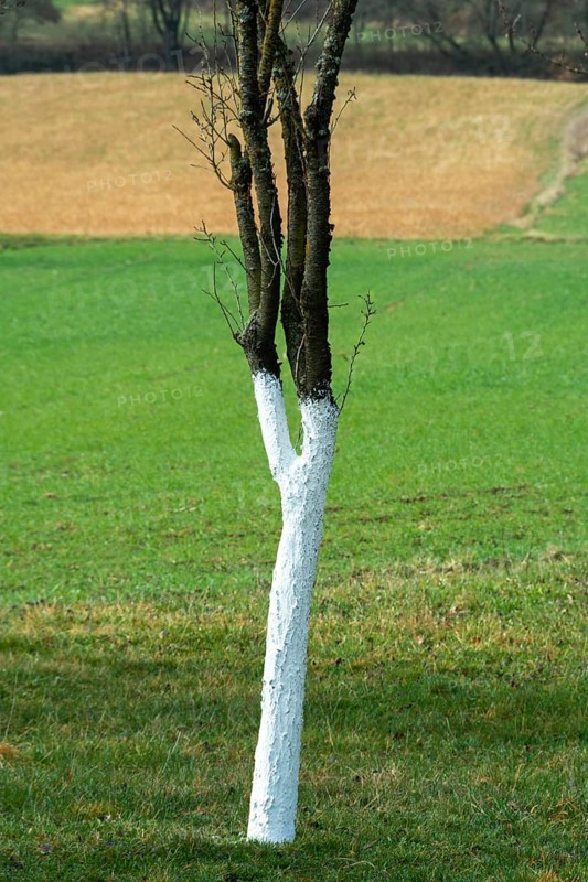 Fruit tree with a trunk painted white. The rural landscape features rolling fields in the bac. Puy de Dome, Auvergne, France