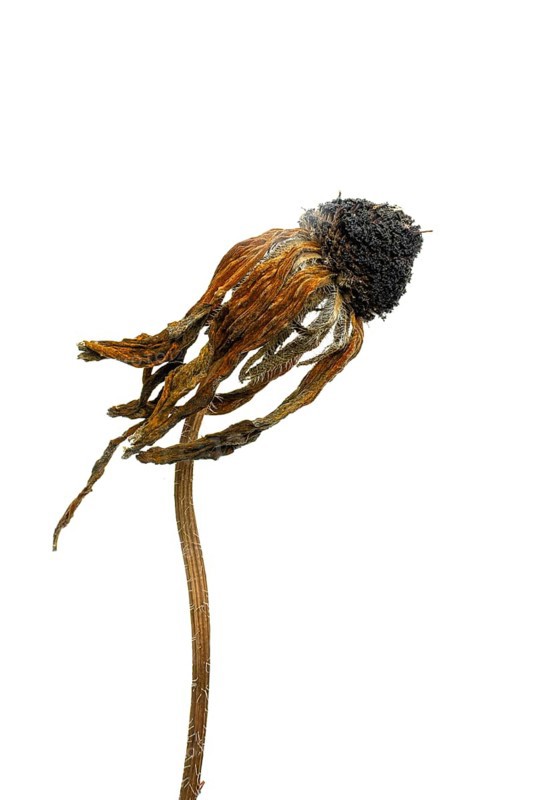 A dried flower displays intricate details of its petals and stem, emphasizing natural textures against a pale background. The structure captures the essence of decay and beauty