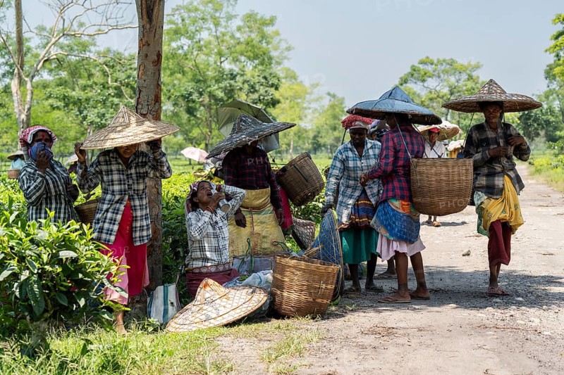 Tea estate workers plucking tea leafs using umbrellas at a tea estate during a hot summer day, in Numaligarh, India on June 12, 2025