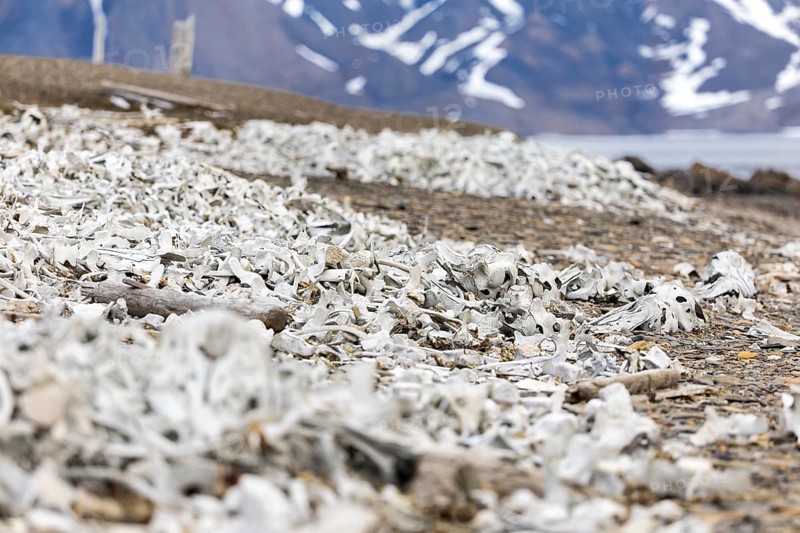 Bone of the white whale (Delphinapterus leucas), Bamsebu, Spitsbergen, Svalbard