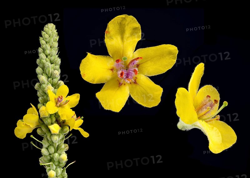 Black mullein (Verbascum nigrum) dark mullein, blossom, Germany