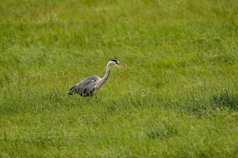 Grey heron (Ardea cinerea), Vulkaneifel, Rhineland-Palatinate, Germany