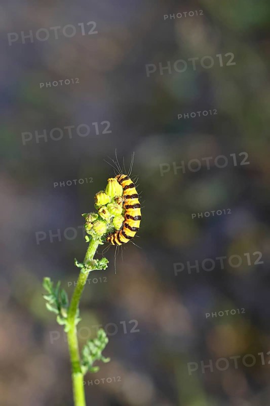 St. James's wort bear or blood bear (Tyria jacobaeae), butterfly caterpillar, moth, family Arctiidae, caterpillar, feeding on St. James's wort (Senecio jacobaea), close-up with bokeh in the background, Wilnsdorf, North Rhine-Westphalia, Germany