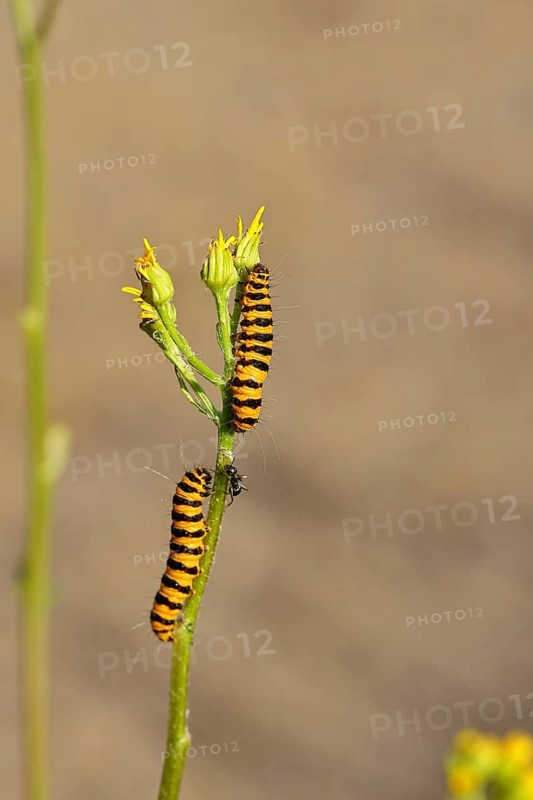 St. Jacob's weed bear or blood bear (Tyria jacobaeae), butterfly caterpillar, moth, family Arctiidae, caterpillar, feeding on St. Jacob's weed (Senecio jacobaea), close-up, Wilnsdorf, North Rhine-Westphalia, Germany