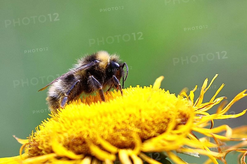 Forest bumblebee (Bombus sylvarum), collecting pollen on a yellow flower of a Great Telekie (Telekia speciosa), Wilnsdorf, North Rhine-Westphalia, Germany