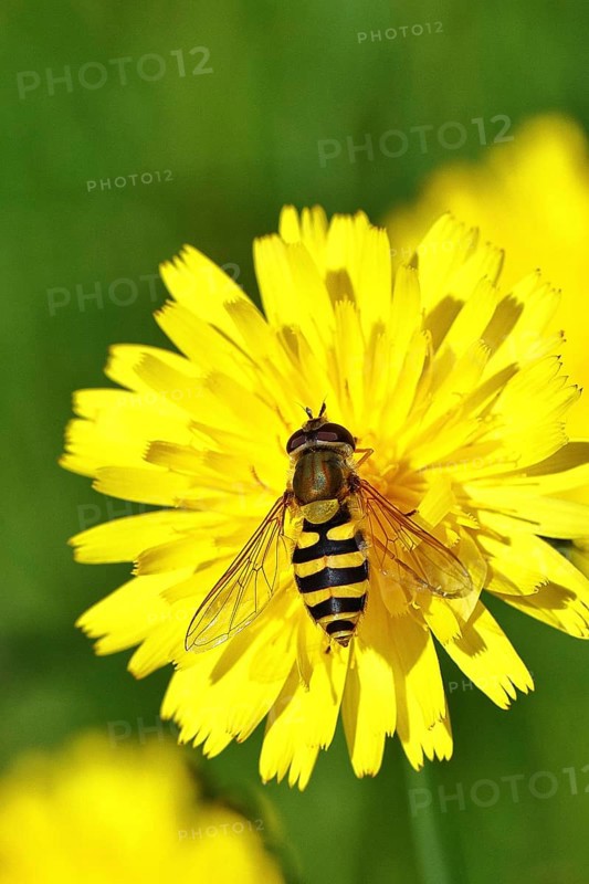 Garden hoverfly (Syrphus ribesii) on Hieracium lachenalii, Picris hieracioides (Picris hieracioides), close-up, Wilnsdorf, North Rhine-Westphalia, Germany