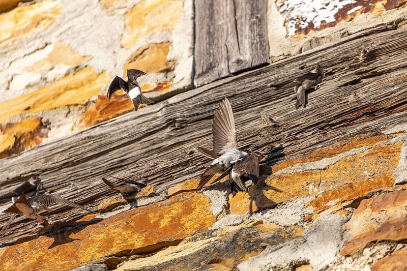 House martins fly lively in front of old house facade