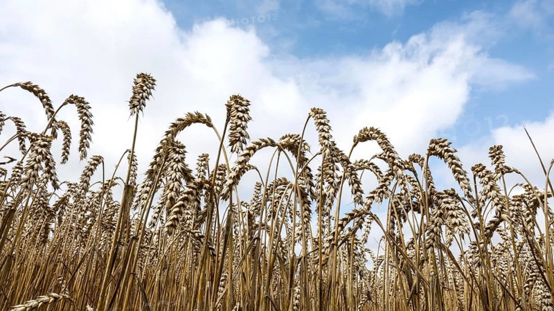 Wheat with ripe ears, Naumburg, 26.07.2025