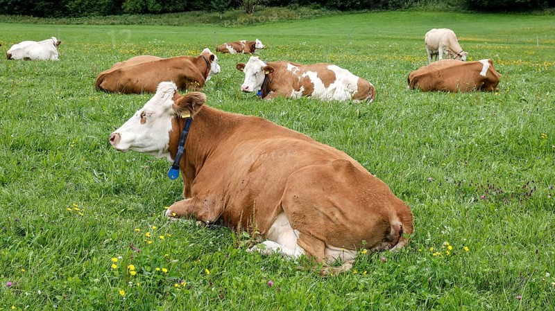 Cows lying in a meadow in the Allgäu, Pfronten, 30.07.2025