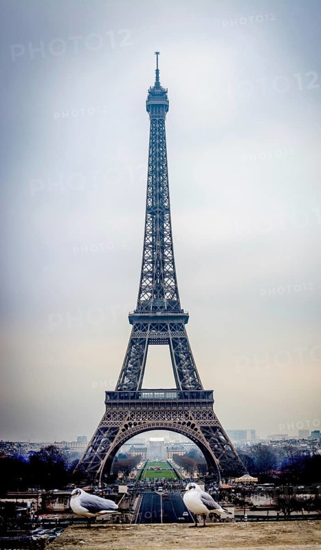 Eiffel Tower looms majestically against a gray sky in Paris, with seagulls resting nearby. The landmark offers a stunning urban backdrop, showcasing Paris's unique beauty. France