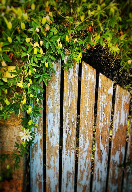 A weathered wooden gate partially open, surrounded by lush green vines and delicate white flowers, creating a serene garden atmosphere