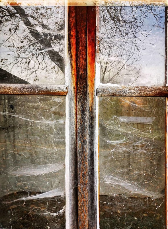 A vintage window frame reveals a rustic view, with dusty glass reflecting trees and capturing spider webs, illustrating the beauty in neglect and time's passage