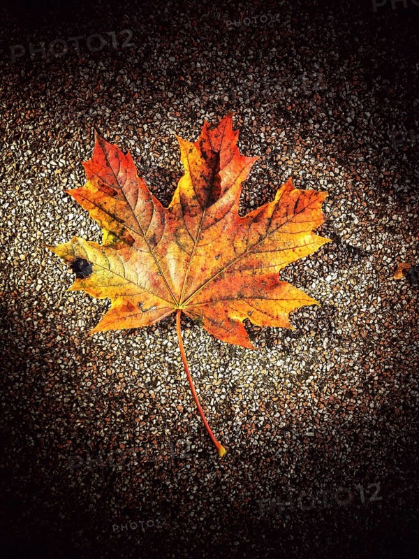A bright orange and yellow maple leaf lies flat on a dark, textured surface, highlighting the beauty of autumn with its rich colors in natural light
