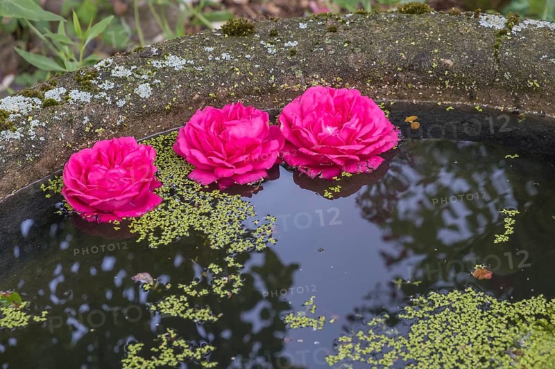 Rose petals floating in a bowl of water, North Rhine-Westphalia, Germany