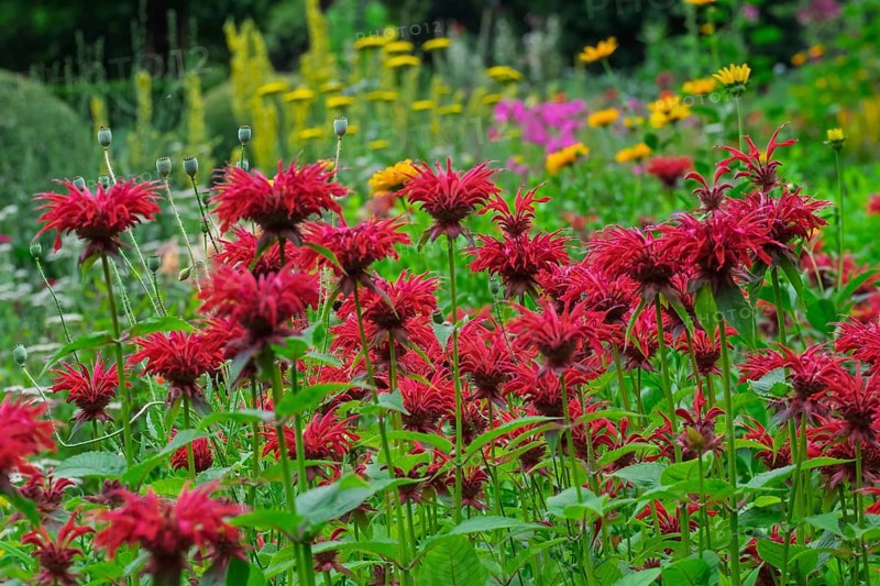 Golden balm (Monarda didyma), also known as Indian nettle or scarlet monard, Münsterland, North Rhine-Westphalia, Germany