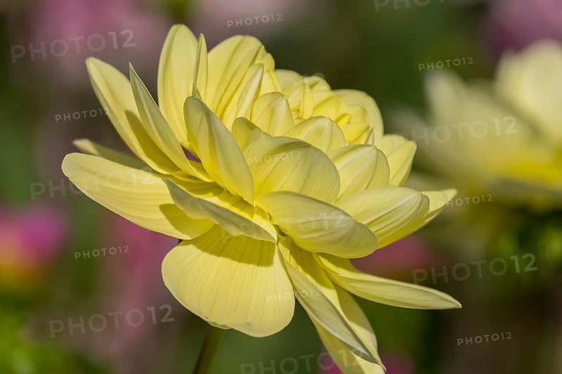 Dahlia (Dahlia), Münsterland, North Rhine-Westphalia, Germany