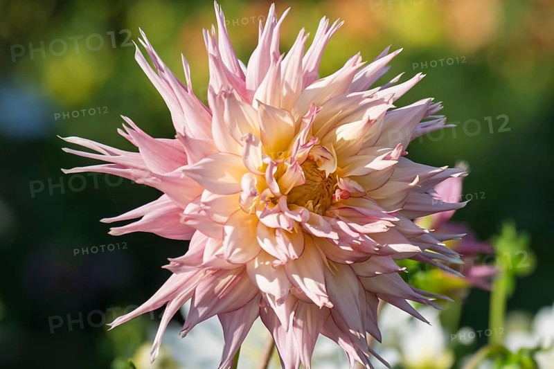 Dahlia, Münsterland, North Rhine-Westphalia, Germany