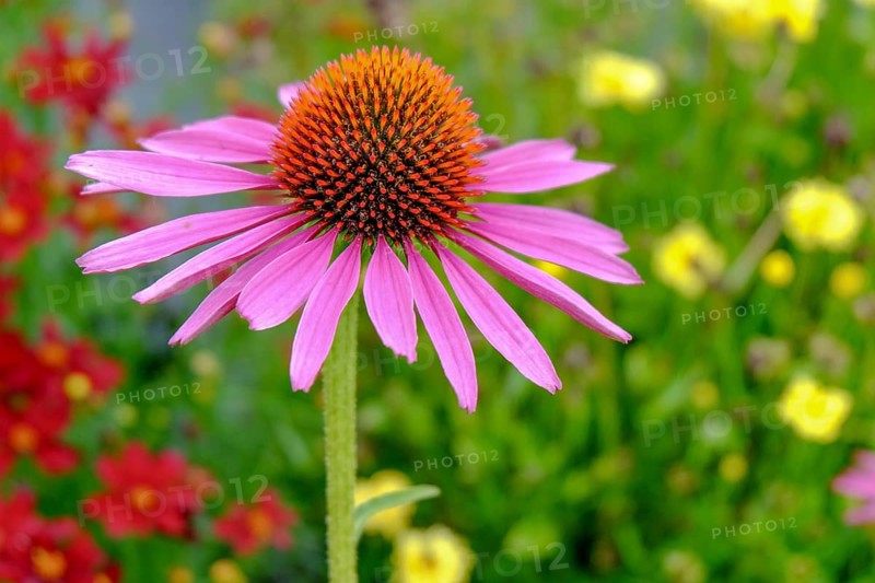 Purple coneflower (Echinacea purpurea), North Rhine-Westphalia, Germany