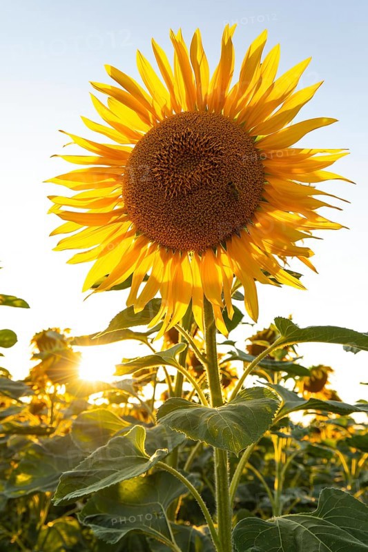 Radiant sunflower in the evening light with sun star