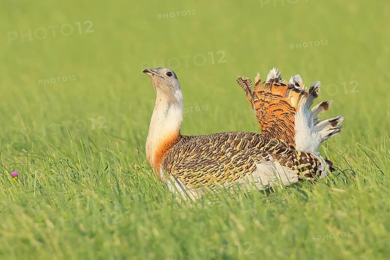 Great Bustard (Otis tarda), searching for food in a meadow, steppe bird, extremely rare bird species, endangered, heaviest flying bird, male, cock, wildlife, nature photography, Lake Neusiedl, Hansag, Burgenland, Hungary, Austria, Eastern Europe
