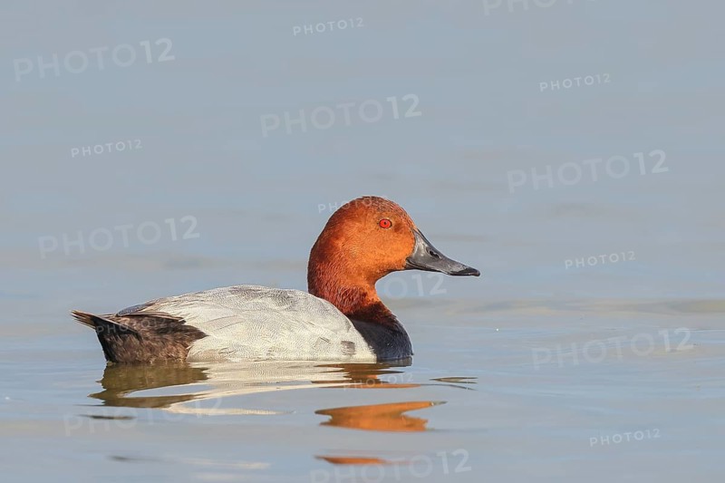 Pochard (Aythya ferina), male swimming on the water, wildlife, animals, birds, duck bird, Lake Neusiedl-Seewinkel National Park, Burgenland, Austria, Eastern Europe