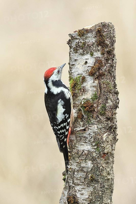 Middle spotted woodpecker (Dendrocopos medius) foraging on the trunk of a grey birch (Betula populifolia), Wilnsdorf, North Rhine-Westphalia, Germany