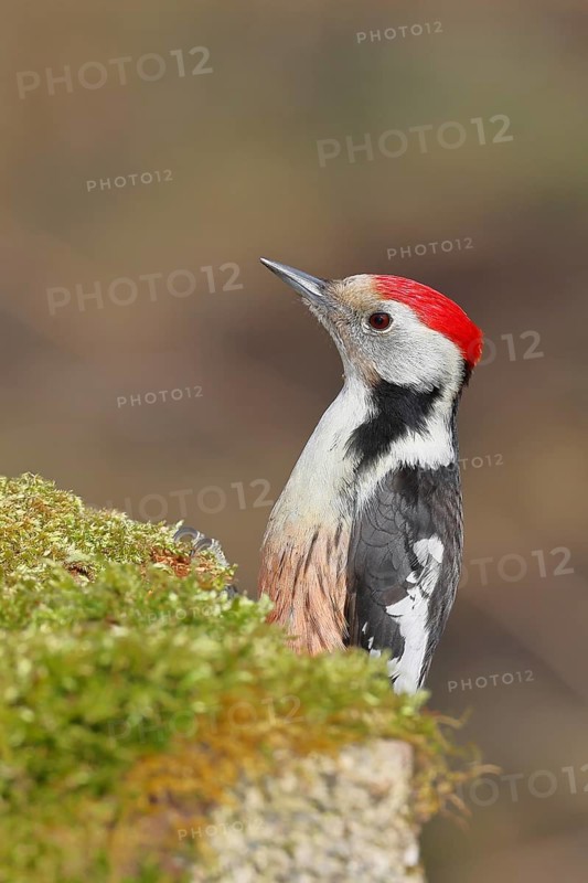 Middle spotted woodpecker (Dendrocopos medius) foraging on mossy ground in the forest, animal portrait, Wilnsdorf, North Rhine-Westphalia, Germany