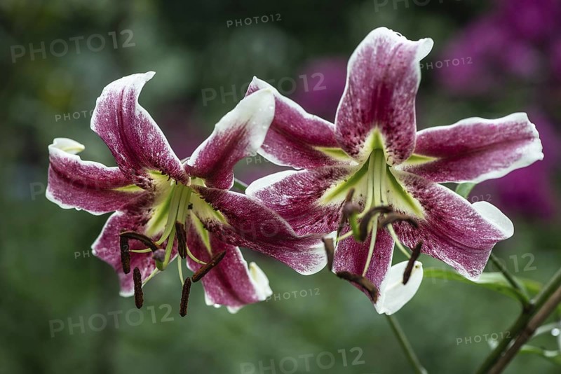 Lily flowers (Lilium Erfordia), Oriental hybrid, Emsland, Lower Saxony, Germany