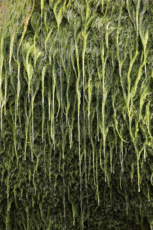 Water flowing over moss on a rock, Alabaster Coast, Seine-Maritime, Haute-Normandie, France