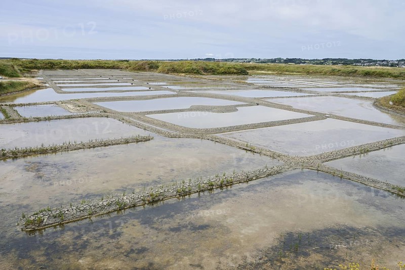 Seawater salt pans, Guerande, Loire-Atlantique, Pays de la Loire, Brittany, France
