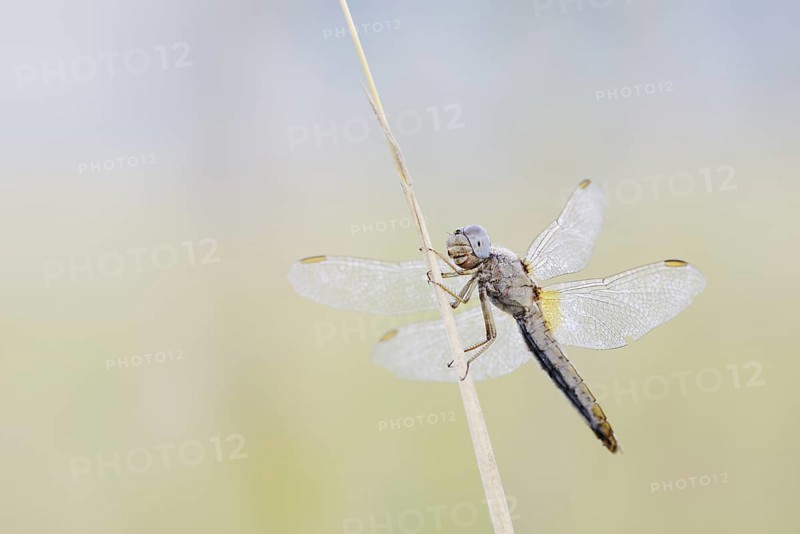 Scarlet Dragonfly (Crocothemis erythraea), female, North Rhine-Westphalia, Germany