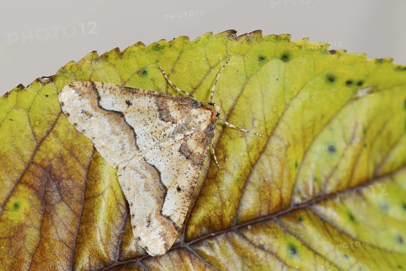 Mottled Umber (Erannis defoliaria), male, North Rhine-Westphalia, Germany