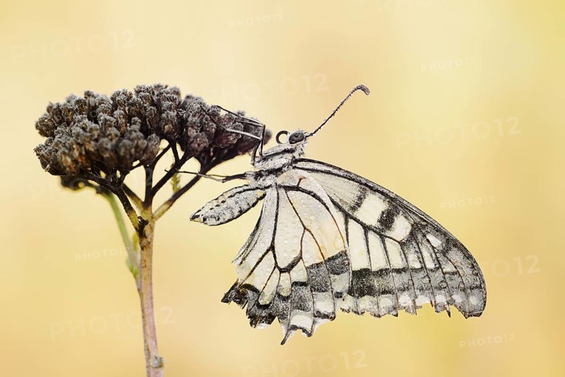 Swallowtail (Papilio machaon), North Rhine-Westphalia, Germany