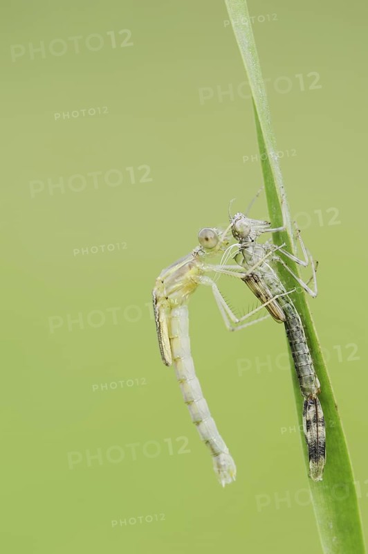 Willow Emerald Damselfly (Chalcolestes viridis) freshly hatched dragonfly hanging from its exuvia, North Rhine-Westphalia, Germany