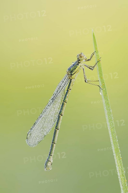 Willow Emerald Damselfly (Chalcolestes viridis), female, North Rhine-Westphalia, Germany