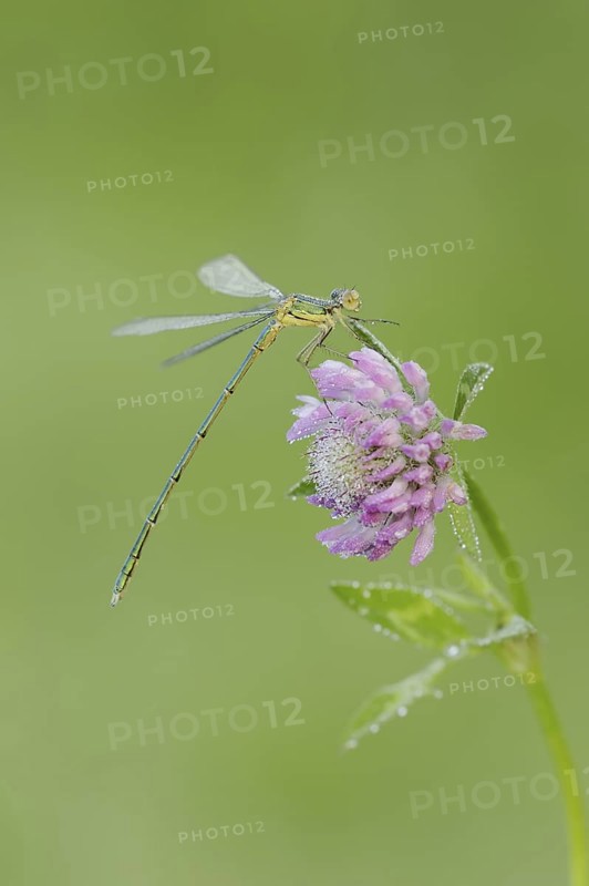 Willow Emerald Damselfly (Chalcolestes viridis), male on flower of meadow clover (Trifolium pratense), North Rhine-Westphalia, Germany