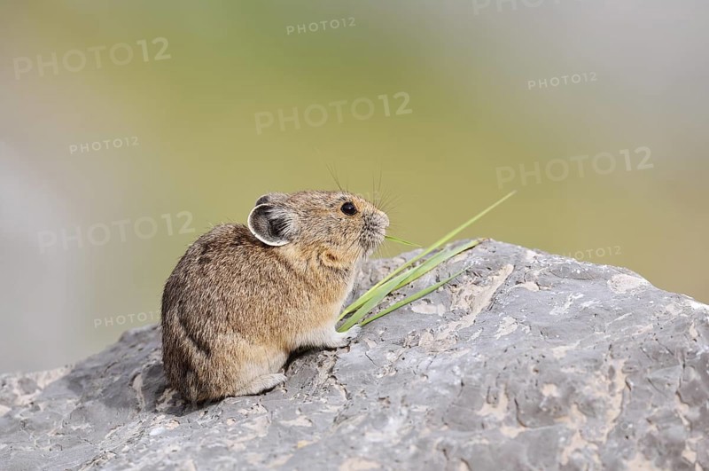 American pika (Ochotona princeps) sitting on a rock and eating blades of grass, Jasper National Park, Alberta, Canada