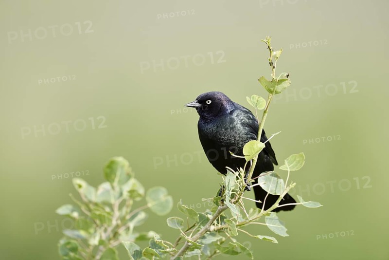 Purple Blackbird (Euphagus cyanocephalus), male, Waterton Lakes National Park, Alberta, Canada